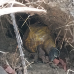 Naxal Operation: Bomb found in Kanker's Gattakal forest... Security forces destroyed it on the spot... 3 kg IED recovered.