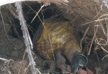 Naxal Operation: Bomb found in Kanker's Gattakal forest... Security forces destroyed it on the spot... 3 kg IED recovered.