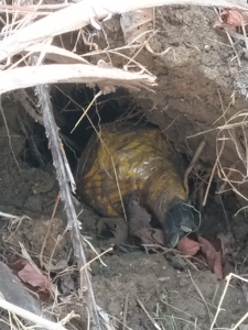 Naxal Operation: Bomb found in Kanker's Gattakal forest... Security forces destroyed it on the spot... 3 kg IED recovered.