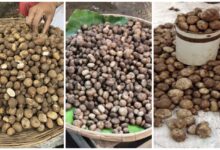 Korba Special: The forest's ‘white gold’ takes the market by storm...! ‘Sarai Boda’ emerges with the first rains—the price will leave you amazed!