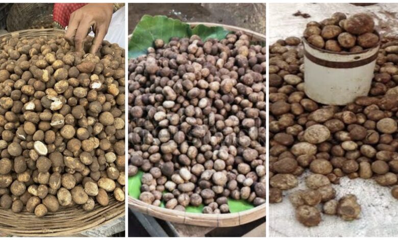Korba Special: The forest's ‘white gold’ takes the market by storm...! ‘Sarai Boda’ emerges with the first rains—the price will leave you amazed!