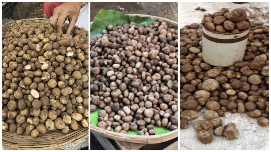 Korba Special: The forest's ‘white gold’ takes the market by storm...! ‘Sarai Boda’ emerges with the first rains—the price will leave you amazed!