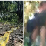 Savagery in the Forest: Unspeakable brutality in Kotrahi forest...! Three youths held a brother captive and gang-raped his sister.