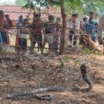 King Cobra Rescue: Massive King Cobra spotted in Chhuidhora...! Forest Department carries out a safe rescue... Panic among villagers... Watch the video here.