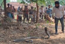 King Cobra Rescue: Massive King Cobra spotted in Chhuidhora...! Forest Department carries out a safe rescue... Panic among villagers... Watch the video here.