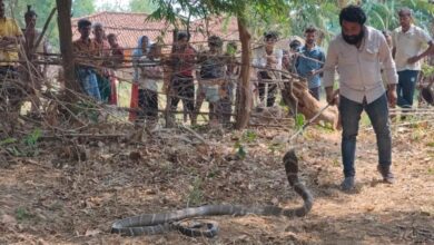 King Cobra Rescue: Massive King Cobra spotted in Chhuidhora...! Forest Department carries out a safe rescue... Panic among villagers... Watch the video here.