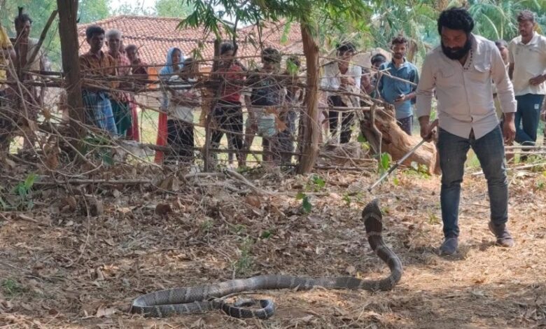 King Cobra Rescue: Massive King Cobra spotted in Chhuidhora...! Forest Department carries out a safe rescue... Panic among villagers... Watch the video here.