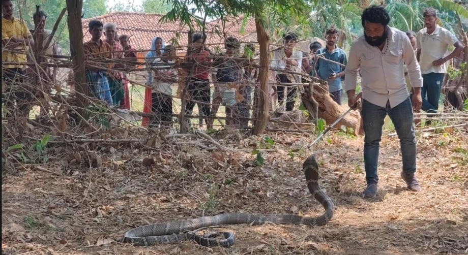 King Cobra Rescue: Massive King Cobra spotted in Chhuidhora...! Forest Department carries out a safe rescue... Panic among villagers... Watch the video here.