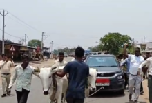 Petrol Pump: A unique protest in Balodabazar! When a Zila Panchayat member was denied diesel, he had his car towed by bullocks to the petrol pump... Watch the VIDEO.