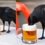 Drink and Drive: AI-Powered Crow Creates a Sensation! After watching the Bilaspur Police's video, people remarked: "Now *that's* how you deliver a message!"