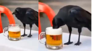 Drink and Drive: AI-Powered Crow Creates a Sensation! After watching the Bilaspur Police's video, people remarked: "Now *that's* how you deliver a message!"