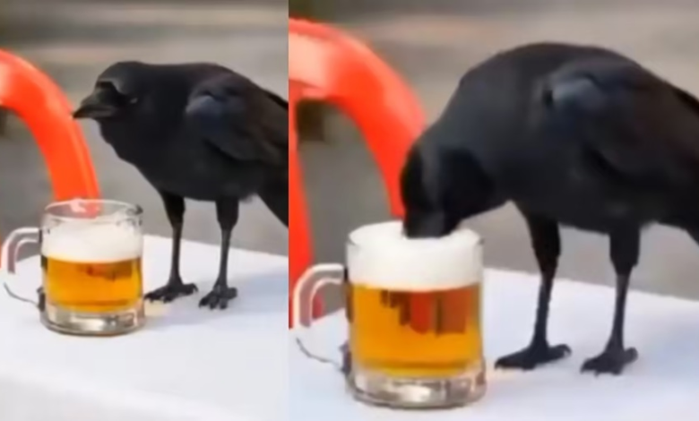 Drink and Drive: AI-Powered Crow Creates a Sensation! After watching the Bilaspur Police's video, people remarked: "Now *that's* how you deliver a message!"