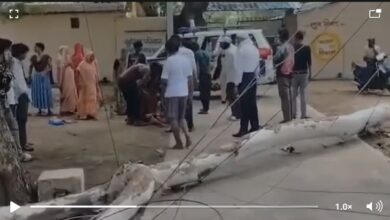 Thunderstorm: Havoc caused by a fierce storm in MCB! Massive tree falls in Railway Colony; woman critically injured—watch the video here.