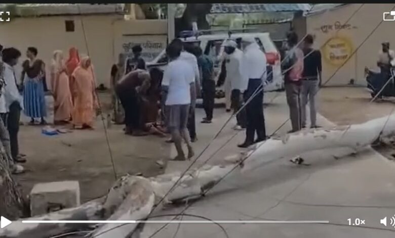 Thunderstorm: Havoc caused by a fierce storm in MCB! Massive tree falls in Railway Colony; woman critically injured—watch the video here.