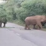 Raigarh Elephant Herd: Elephants blocked the road in Raigarh...! 18 Gajraj stood on the highway till 2 o'clock in the night...long queues of vehicles on both sides