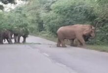 Raigarh Elephant Herd: Elephants blocked the road in Raigarh...! 18 Gajraj stood on the highway till 2 o'clock in the night...long queues of vehicles on both sides