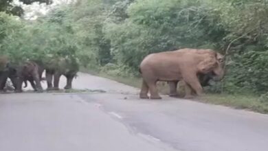 Raigarh Elephant Herd: Elephants blocked the road in Raigarh...! 18 Gajraj stood on the highway till 2 o'clock in the night...long queues of vehicles on both sides