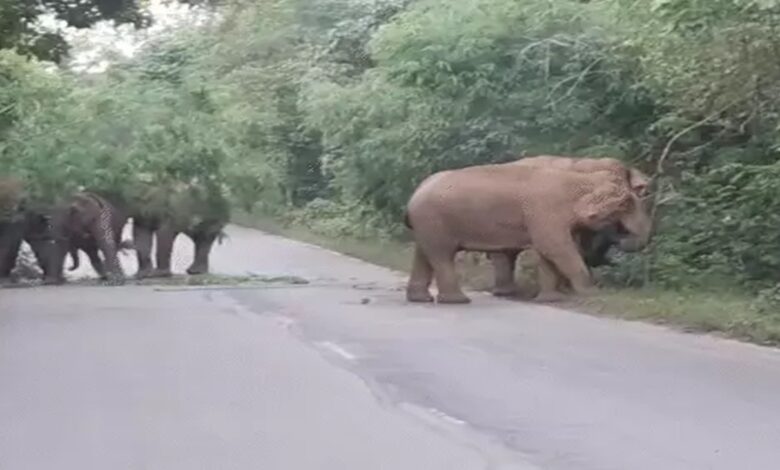 Raigarh Elephant Herd: Elephants blocked the road in Raigarh...! 18 Gajraj stood on the highway till 2 o'clock in the night...long queues of vehicles on both sides