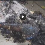 Raigarh Double Murder: Shocking double murder in Raigarh...! Partially burnt bodies of an elderly couple found inside their home... suspicion that the bodies were set ablaze after the murder.