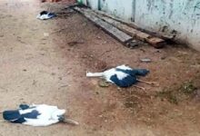 Havoc Wreaked by Lightning: Lightning strikes in Korba... Bolt hits a tamarind tree... 6 Siberian birds killed.