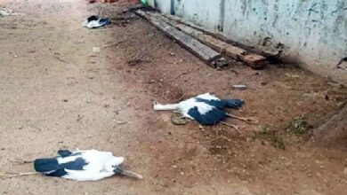 Havoc Wreaked by Lightning: Lightning strikes in Korba... Bolt hits a tamarind tree... 6 Siberian birds killed.