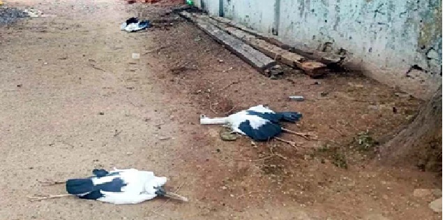 Havoc Wreaked by Lightning: Lightning strikes in Korba... Bolt hits a tamarind tree... 6 Siberian birds killed.