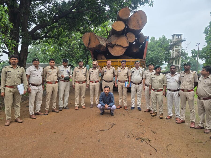 Illegal Timber Smuggling: Timber smuggling network spanning from Korba to Raipur exposed! 20 cubic meters of Sal wood seized... illegal Sal timber worth crores recovered.