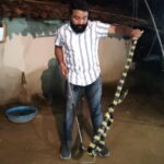 Snake Conservation Awareness: Awareness regarding snake conservation has grown among villagers in the rugged forest region...! Safe rescue of a 6-foot-long King Cobra... Watch the video here.