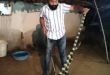Snake Conservation Awareness: Awareness regarding snake conservation has grown among villagers in the rugged forest region...! Safe rescue of a 6-foot-long King Cobra... Watch the video here.