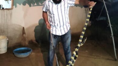 Snake Conservation Awareness: Awareness regarding snake conservation has grown among villagers in the rugged forest region...! Safe rescue of a 6-foot-long King Cobra... Watch the video here.