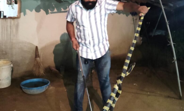 Snake Conservation Awareness: Awareness regarding snake conservation has grown among villagers in the rugged forest region...! Safe rescue of a 6-foot-long King Cobra... Watch the video here.