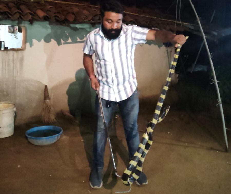 Snake Conservation Awareness: Awareness regarding snake conservation has grown among villagers in the rugged forest region...! Safe rescue of a 6-foot-long King Cobra... Watch the video here.