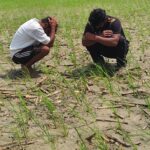 Lightning Strike: Lightning strikes with fatal consequences while paddy is being transplanted in the fields... 3 laborers die on the spot... mourning grips the village.