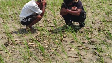 Lightning Strike: Lightning strikes with fatal consequences while paddy is being transplanted in the fields... 3 laborers die on the spot... mourning grips the village.