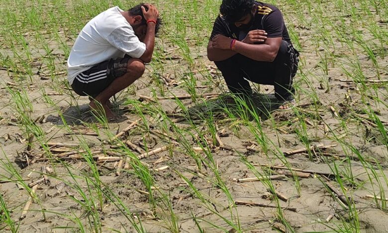 Lightning Strike: Lightning strikes with fatal consequences while paddy is being transplanted in the fields... 3 laborers die on the spot... mourning grips the village.
