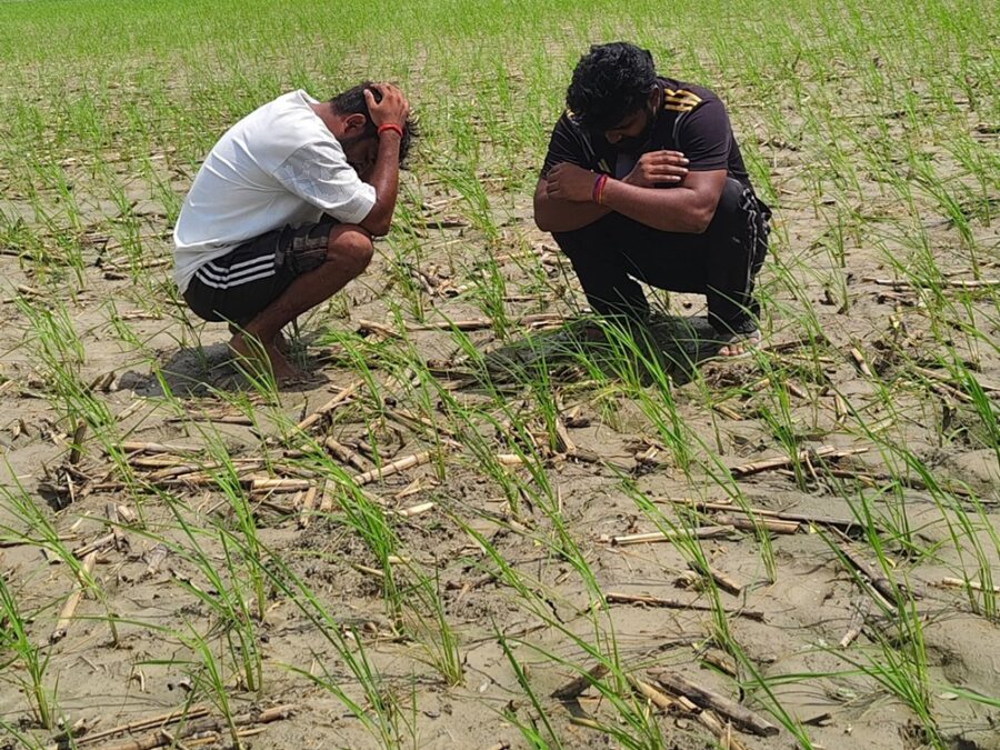 Lightning Strike: Lightning strikes with fatal consequences while paddy is being transplanted in the fields... 3 laborers die on the spot... mourning grips the village.