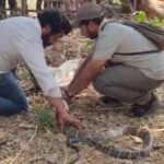 World Snake Day 2026: World Snake Day...! "Nature's balance will be preserved only if snakes survive"—a team in Korba that has safely rescued thousands of snakes explains why conservation is essential.