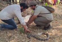 World Snake Day 2026: World Snake Day...! "Nature's balance will be preserved only if snakes survive"—a team in Korba that has safely rescued thousands of snakes explains why conservation is essential.