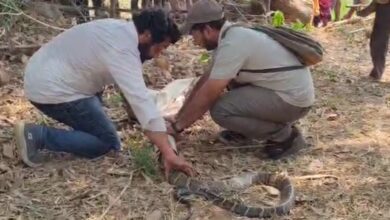 World Snake Day 2026: World Snake Day...! "Nature's balance will be preserved only if snakes survive"—a team in Korba that has safely rescued thousands of snakes explains why conservation is essential.