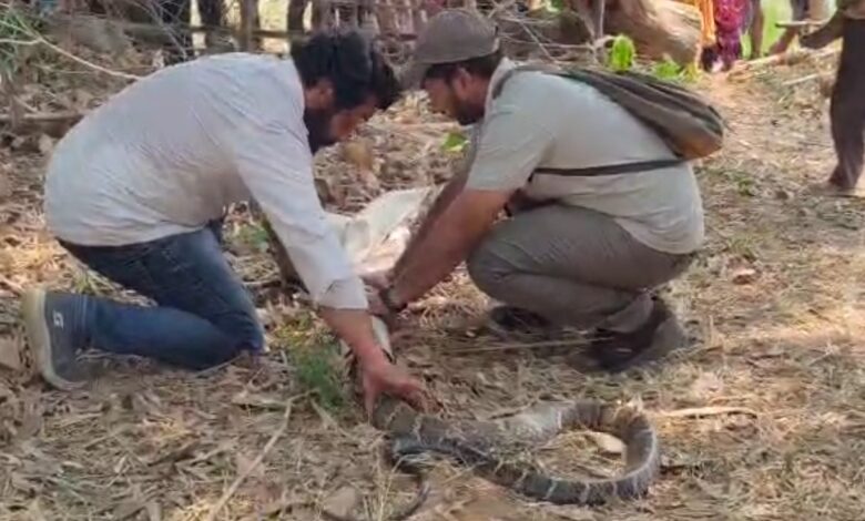 World Snake Day 2026: World Snake Day...! "Nature's balance will be preserved only if snakes survive"—a team in Korba that has safely rescued thousands of snakes explains why conservation is essential.