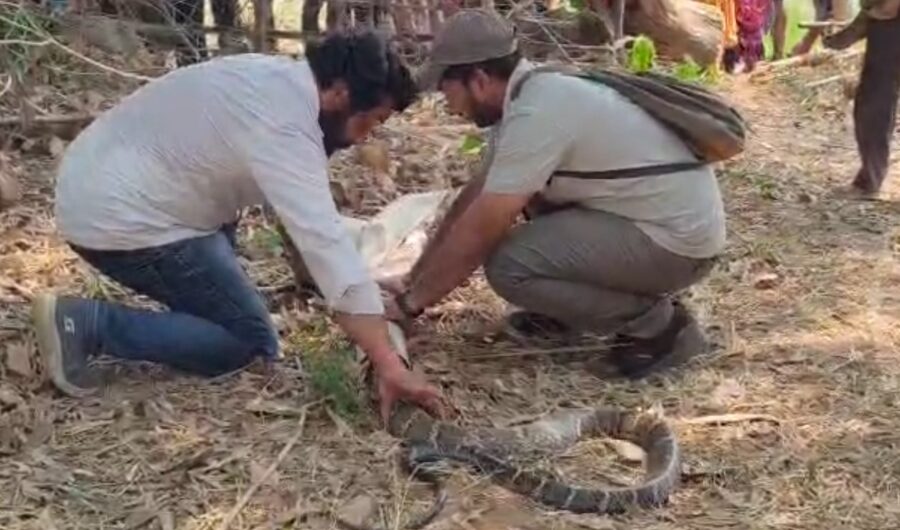 World Snake Day 2026: World Snake Day...! "Nature's balance will be preserved only if snakes survive"—a team in Korba that has safely rescued thousands of snakes explains why conservation is essential.