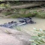 Flood Tragedy: Swollen stream claims young man's life in Korba...! Villagers tried to stop him, but he ventured in to cross... Body found 3 km away.