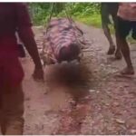 Rural Development: A harrowing scene from Korba... Villagers forced to carry a body on their shoulders due to the lack of a road... Questions raised over claims of development.