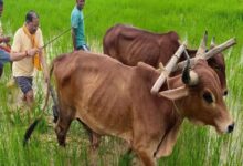 CM Vishnu Deo Sai Farming: Chief Minister Sai was seen ploughing a field in his native village with bullocks; he shared nostalgic memories.