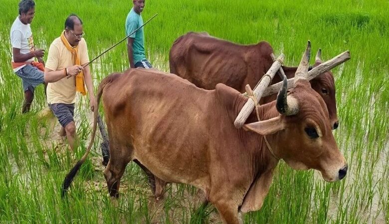 CM Vishnu Deo Sai Farming: Chief Minister Sai was seen ploughing a field in his native village with bullocks; he shared nostalgic memories.
