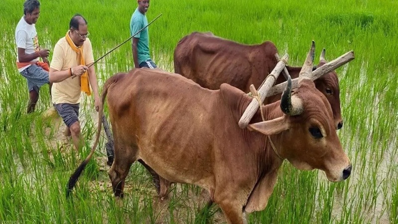 CM Vishnu Deo Sai Farming: Chief Minister Sai was seen ploughing a field in his native village with bullocks; he shared nostalgic memories.
