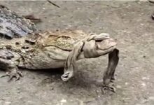 Crocodile Rescue: A 4-foot-long crocodile was found sitting in a field in Korba! Farmers risked their lives to rescue it... a search operation has been launched along the riverbank.