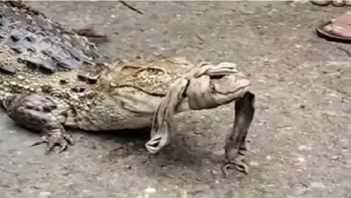 Crocodile Rescue: A 4-foot-long crocodile was found sitting in a field in Korba! Farmers risked their lives to rescue it... a search operation has been launched along the riverbank.