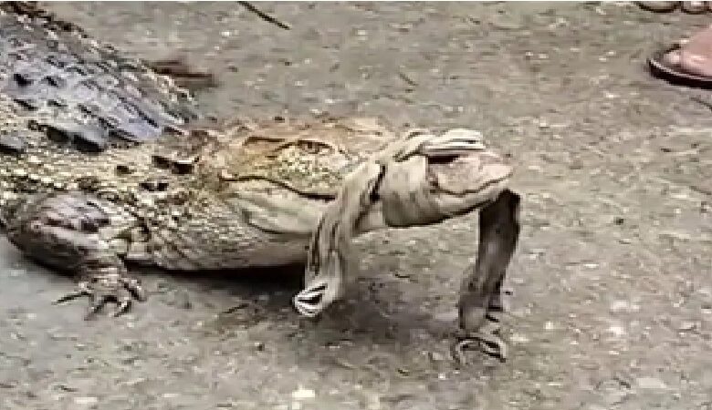 Crocodile Rescue: A 4-foot-long crocodile was found sitting in a field in Korba! Farmers risked their lives to rescue it... a search operation has been launched along the riverbank.