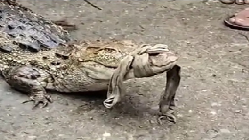 Crocodile Rescue: A 4-foot-long crocodile was found sitting in a field in Korba! Farmers risked their lives to rescue it... a search operation has been launched along the riverbank.